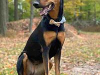 德国牧羊犬杜宾犬混血多少钱?(杜宾德国牧羊犬的优缺点)