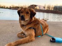 比利牛斯山罗威纳犬混血多少钱?(比利牛斯山罗威纳犬杂交优缺点)