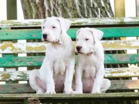 纯种阿根廷杜高犬要多少钱?(影响阿根廷杜高犬的价格差异原因)