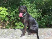 罗威纳獒犬混种多少钱一只?(罗威纳獒犬杂交的优缺点)