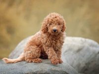 养拉布拉多犬每年需要多少费用?(新手养拉布拉多的省钱秘诀)