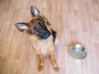 德国牧羊犬吃什么狗粮好?(德国牧羊犬饲养注意事项)