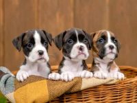 拳师犬要多少钱一只?(影响拳师犬成本差异及其原因)