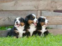 纯种伯恩山犬要多少钱一只?(饲养伯恩山犬每年的成本开销)