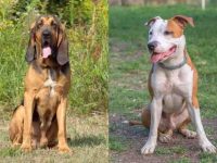 什么是寻血猎犬斗牛犬混种?(寻血猎犬斗牛犬混血的起源和历史)