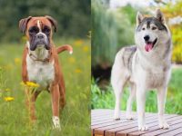 什么是拳师哈士奇混种?(拳师哈士奇杂交的起源和历史)