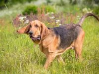 寻血猎犬幼犬要多少钱一只?(饲养寻血猎犬每年的成本花费)