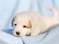 养大比利牛斯山犬每月要花多少钱?(大比利牛斯山犬每年的养护开支)