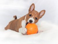 巴森吉犬要多少钱一只?(影响巴森吉犬价格的8个因素)