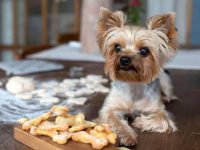 约克夏犬吃什么有营养又健康?(约克夏犬不能吃的食物清单)