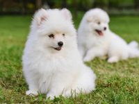 养庞斯基犬每月要花多少钱?(庞斯基每年的养护开支)