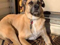 德国牧羊犬獒犬混血要多少钱一只?(德国牧羊犬獒犬杂交的优缺点)