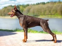 给杜宾犬断尾残忍吗?(杜宾犬断尾的缺点)