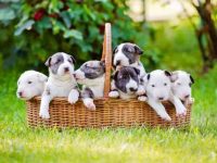 牛头梗幼犬要多少钱一只?(饲养牛头梗每年的成本花费)