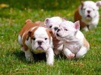 纯种英国斗牛犬要多少钱?(影响英国斗牛犬成本差异的原因)