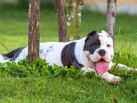 养美国恶霸犬每年要花多少钱?(美国恶霸犬的养育费用及省钱秘诀)