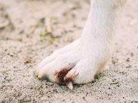 狗狗指甲脱落是什么原因?(狗狗指甲脱离有什么症状?)