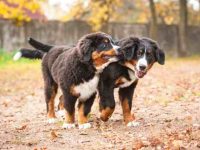 盘点全球出售高质量伯恩山犬的十大排名地点