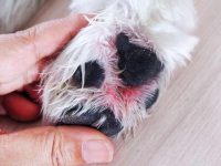 狗狗爪子红了是怎么回事?(狗狗爪子发红的12种原因)