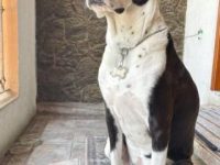 大丹犬达尔马提亚混血的价格是多少?(大丹犬达尔马提亚的优缺点)