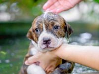 比特犬幼犬多少钱一只?(5个影响比特犬价格的因素)