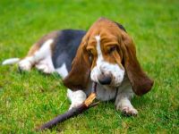 寻血猎犬要多少钱一只?(饲养寻血猎犬每年的成本花费)