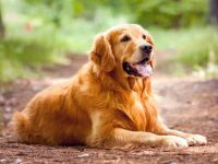 什么是红色金毛猎犬?(红色金毛猎犬与其他金毛猎犬的区别)