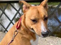 惠比特拉布拉多混血多少钱一只?(惠比特拉布拉多犬杂交的优缺点)