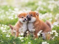 一只柴犬要多少钱?(饲养柴犬每年的花费清单)