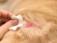 狗狗背上结硬痂怎么办?(狗狗皮肤病预防结痂小妙招)