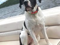 混血圣伯纳斗牛犬多少钱一只?(圣伯纳斗牛犬混种犬的优缺点)