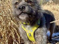 比特犬雪纳瑞混种多少钱一只?(雪纳瑞斗牛犬混血的优缺点)