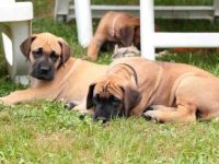 一只大丹犬要多少钱?(大丹犬一年的养护费用清单)