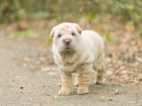 盘点出售高质量纯种沙皮犬的十大排名地点