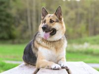 什么是阿拉斯加牧羊犬?(阿拉斯加牧羊犬的起源和历史)