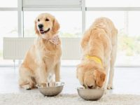 金毛寻回犬吃什么狗粮好?(喂养金毛寻回犬的方法及注意事项)