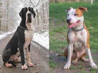 什么是大丹犬比特犬混血?(大丹犬斗牛犬杂交的起源和历史)