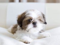 养一只西施犬每年需要多少钱?(西施犬日常生活省钱妙招)