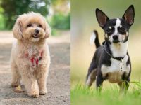 什么是马尔蒂普吉娃娃混种?(马尔蒂普吉娃娃犬杂交的起源和历史)