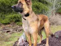 德国玛利诺犬的混血多少钱一只?(德国玛利诺犬的优缺点)