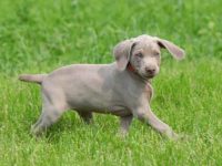 盘点出售高质量威玛猎犬的十大排名地点