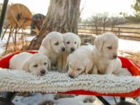 拉布拉多猎犬要多少钱一只?(拉布拉多猎犬每年的花费清单)