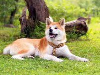 盘点全球出售高质量秋田犬的十大排名地点