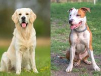 什么是混血金毛斗牛犬?(金毛猎犬与斗牛犬杂交的起源和历史)