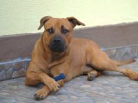 一只獒犬比特犬混种的价格是多少?(獒犬比特犬杂交的优缺点)