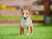 饲养一只牛头梗每年要花多少钱?(牛头梗的费用总结及省钱技巧)