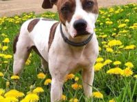 大鼠梗比特犬杂交要多少钱一只?(混血比特犬梗的优缺点)