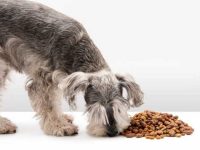 迷你雪纳瑞一天吃多少狗粮?(迷你雪纳瑞喂食标准及技巧)