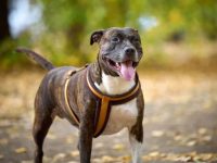 一只纯种比特犬要多少钱?(比特犬有几个品种)