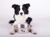 边境牧羊犬吃什么狗粮好?(边境牧羊犬不能吃的食物)